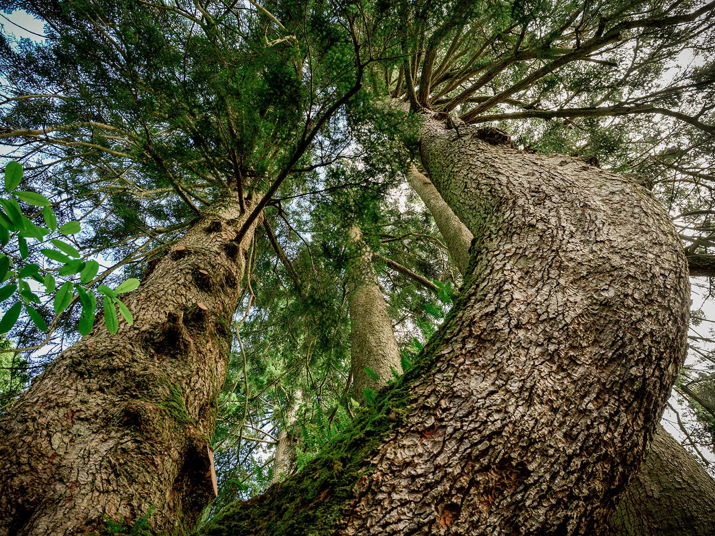 Bäume als natürliche Klimaanlage