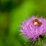Wildbienenparadies auf dem Gelände der ETH