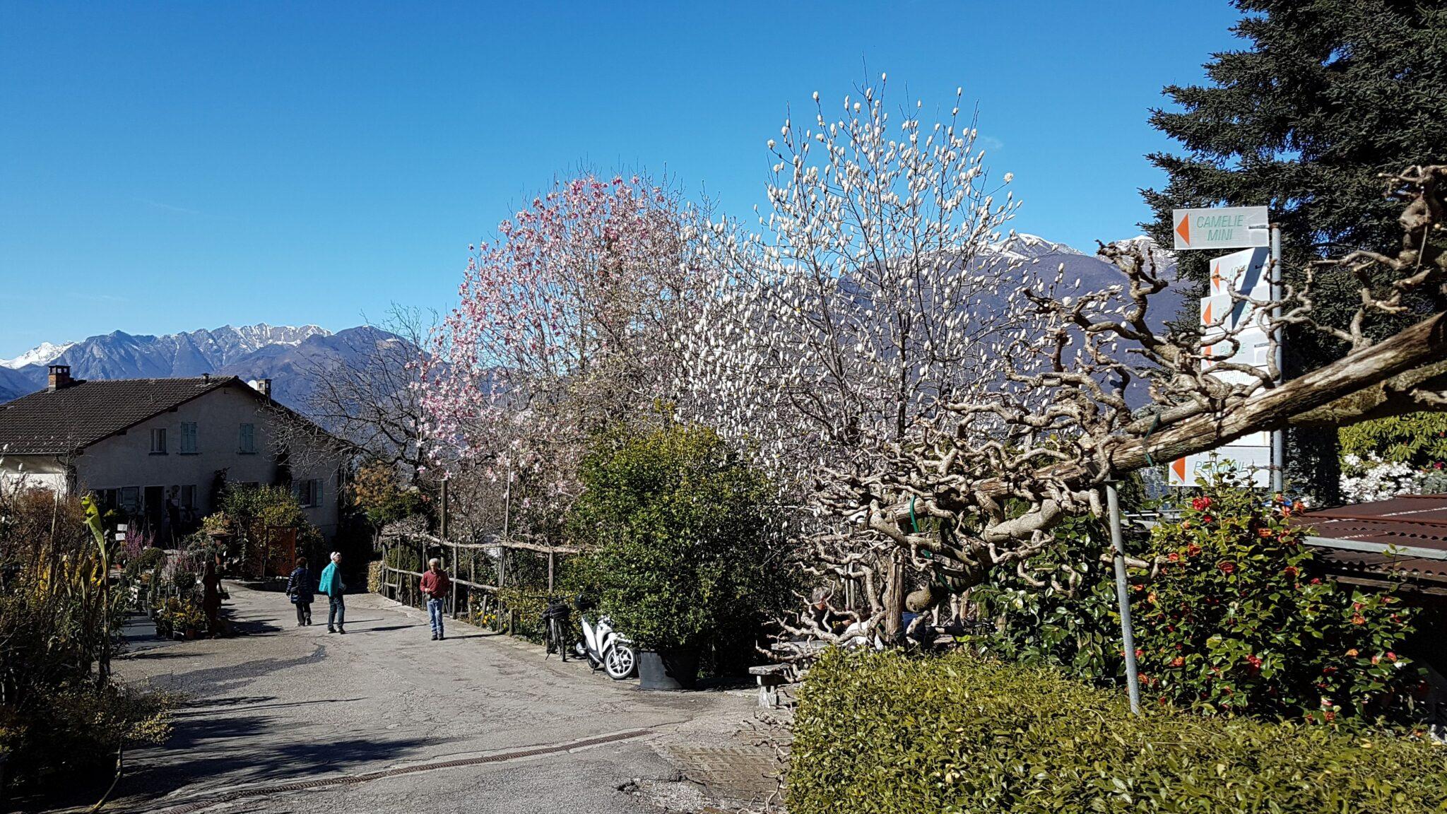 Magnolienblüte im Parco Botanico