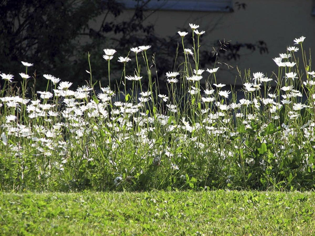 Streifen Wildblumenwiese