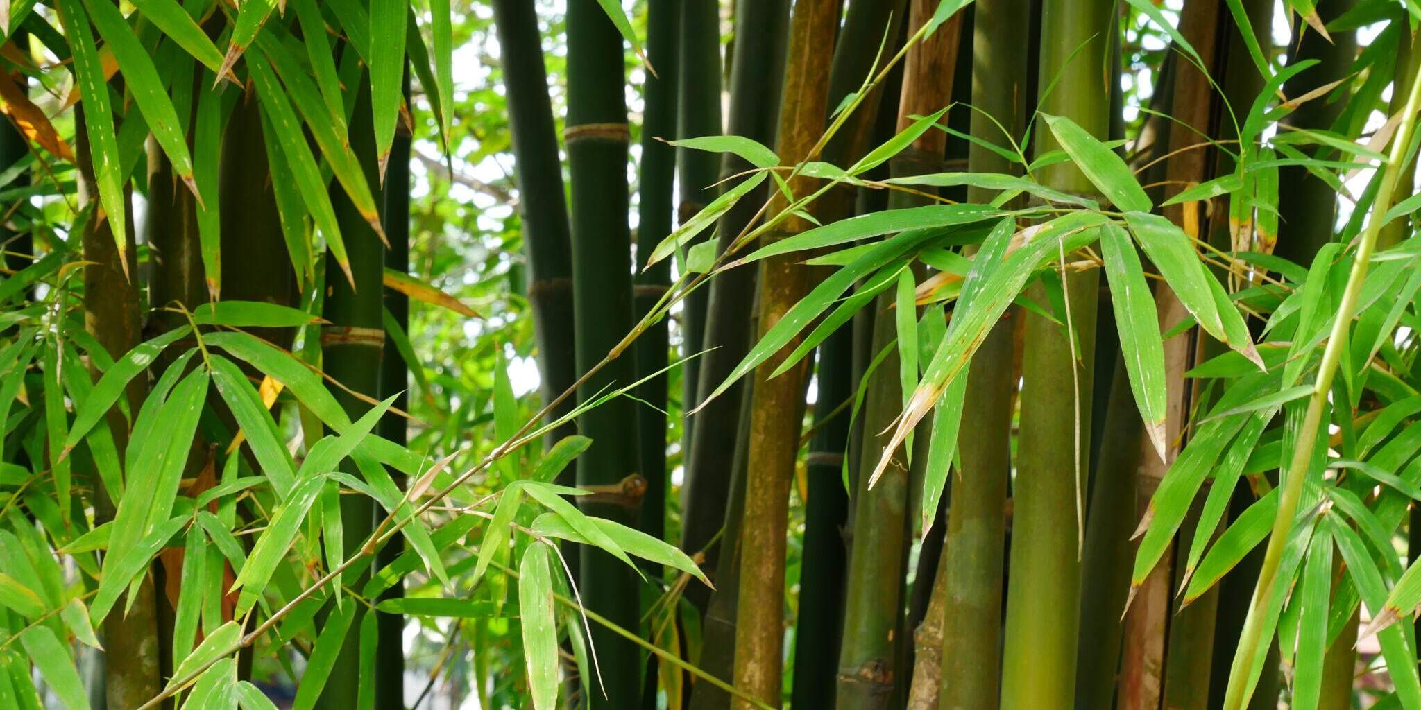 Warum kein Bambus im Garten