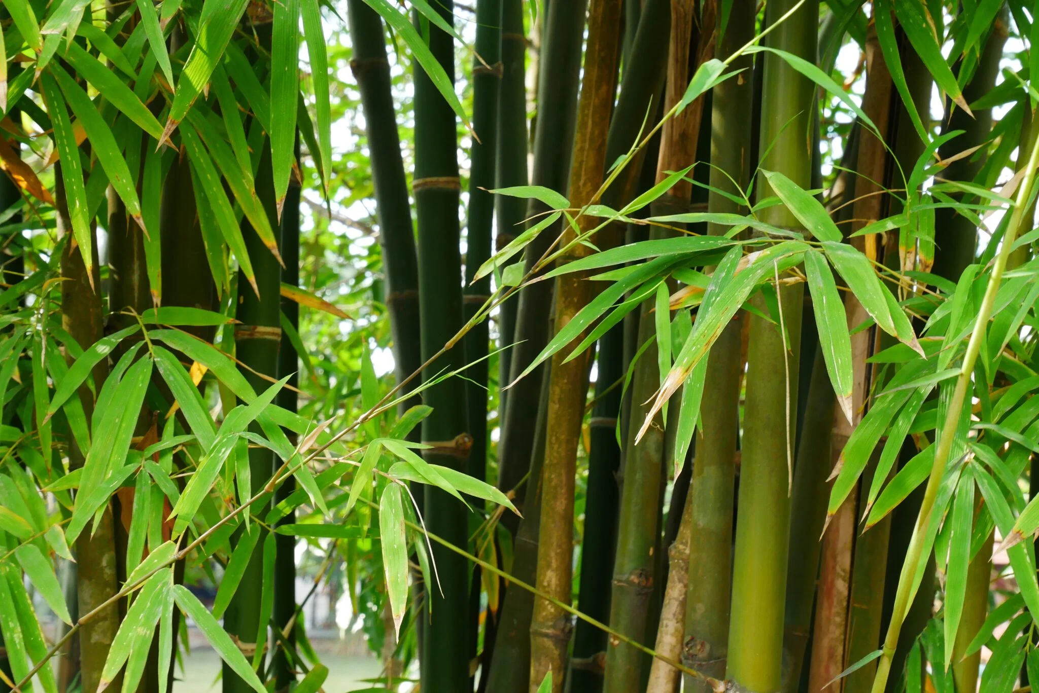 Warum kein Bambus im Garten