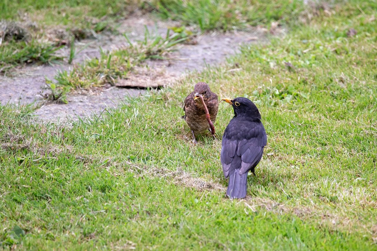 Regenwurm Biodiversität