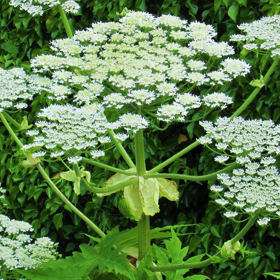 Riesenbärenklau im Garten