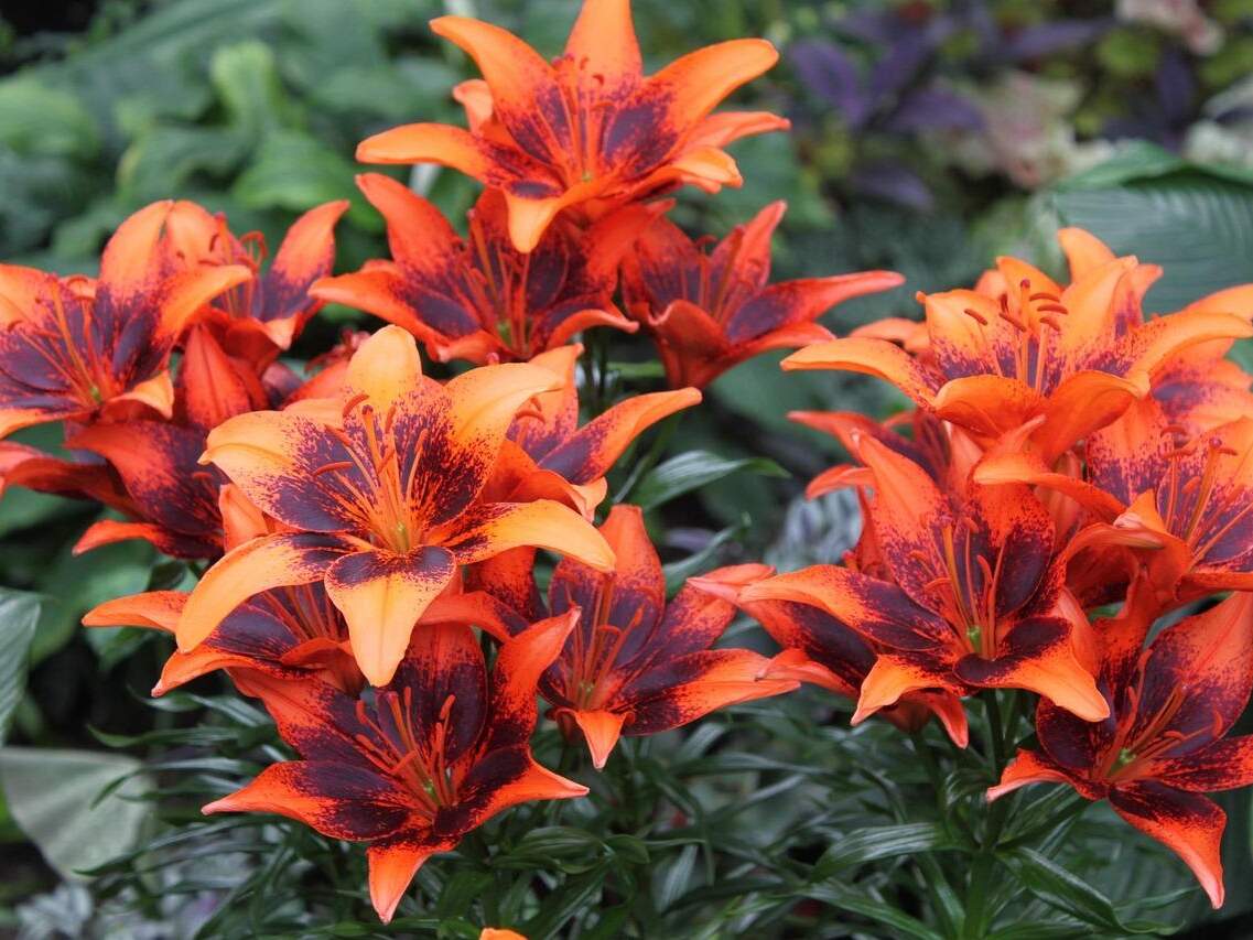 Lilien pflanzen im Garten