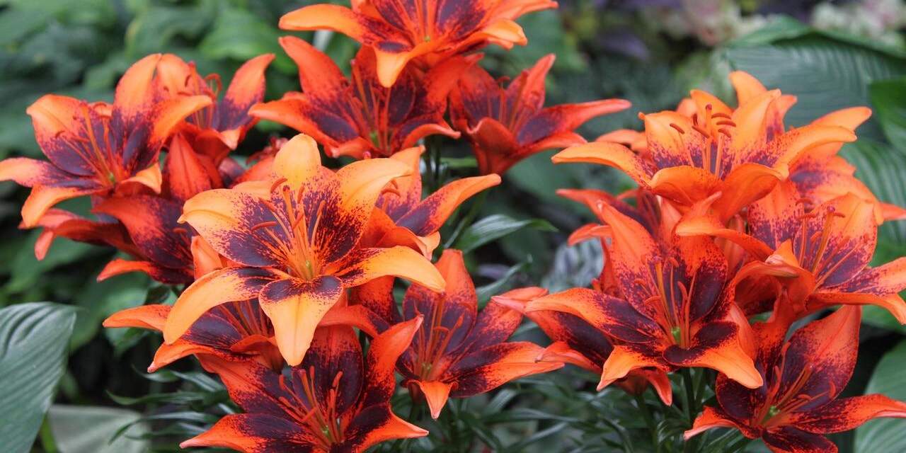 Lilien pflanzen im Garten