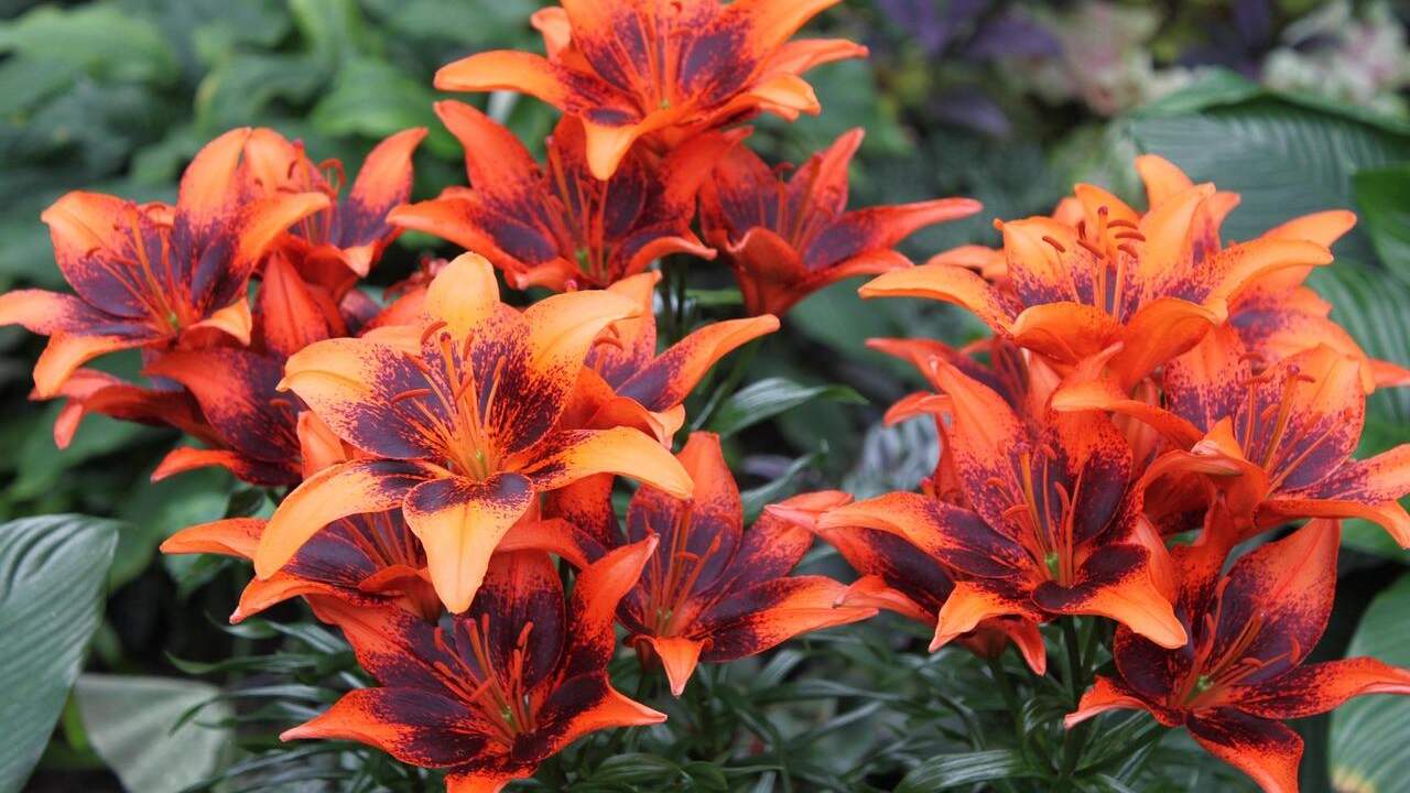 Lilien pflanzen im Garten