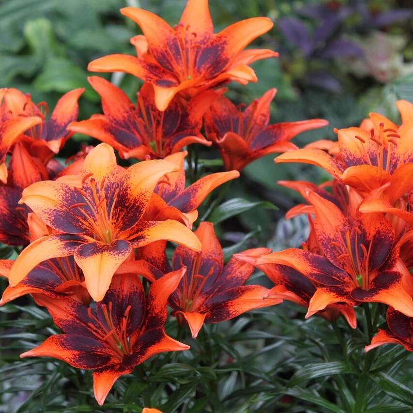 Lilien pflanzen im Garten