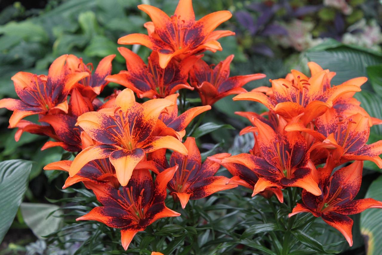 Lilien pflanzen im Garten