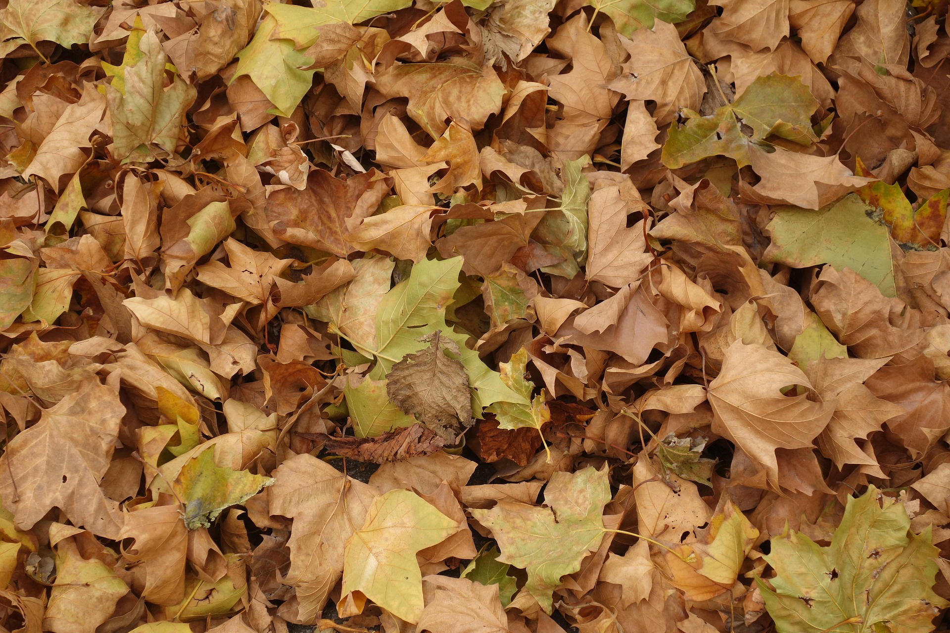 Was eignet sich zum Mulchen?