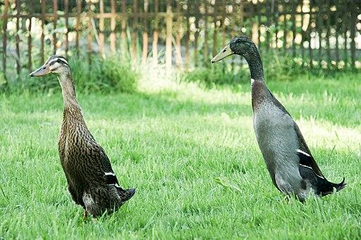 Laufenten gegen Schnecken