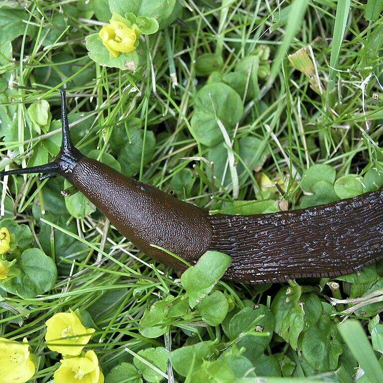Schnecken im Garten