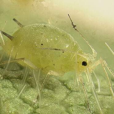 Blattläuse im Garten