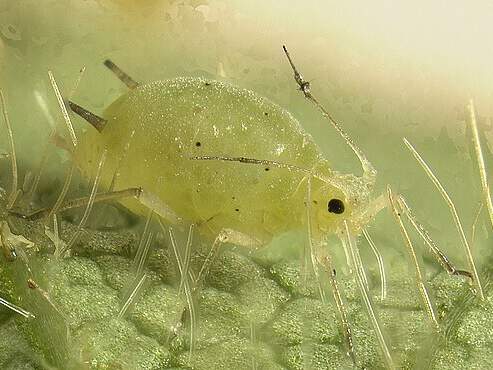 Blattläuse im Garten