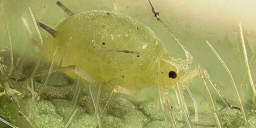 Blattläuse im Garten