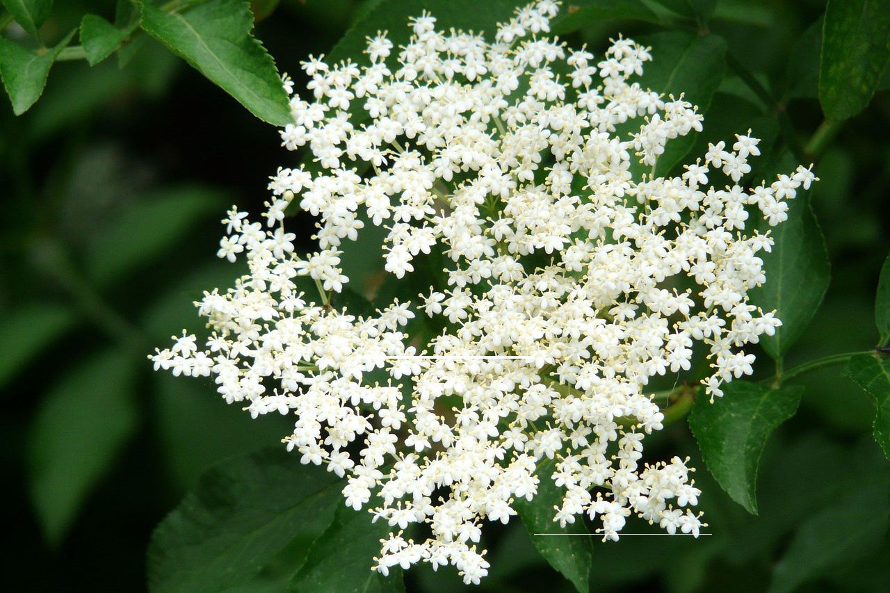 Alternative Sommerflieder