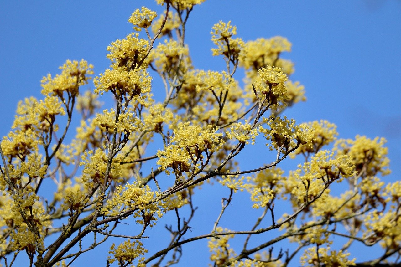 Alternative Sommerflieder