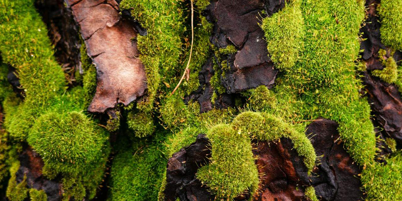 Moos an Baumstamm