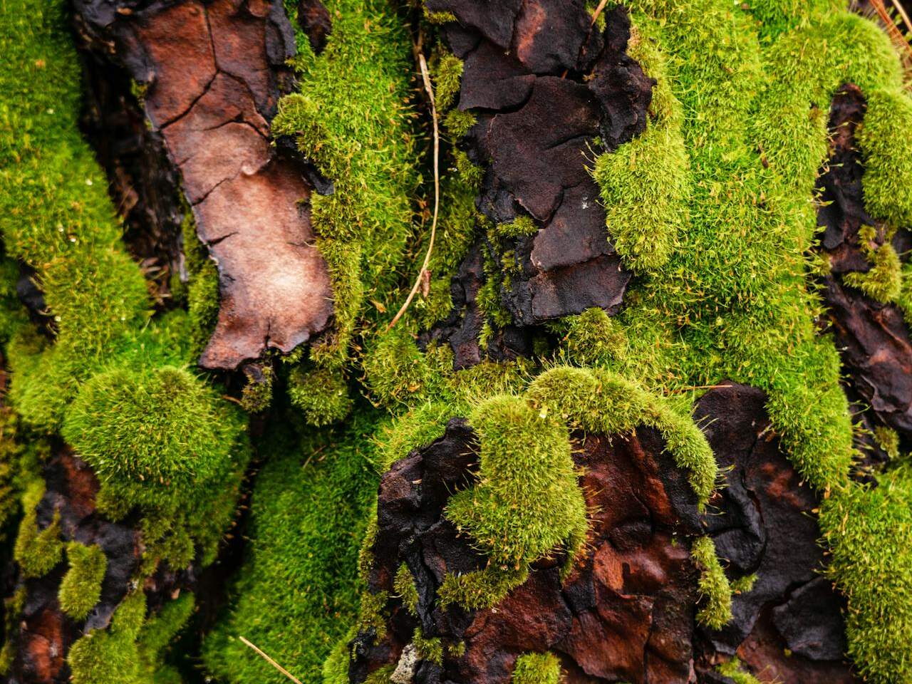 Moos an Baumstamm