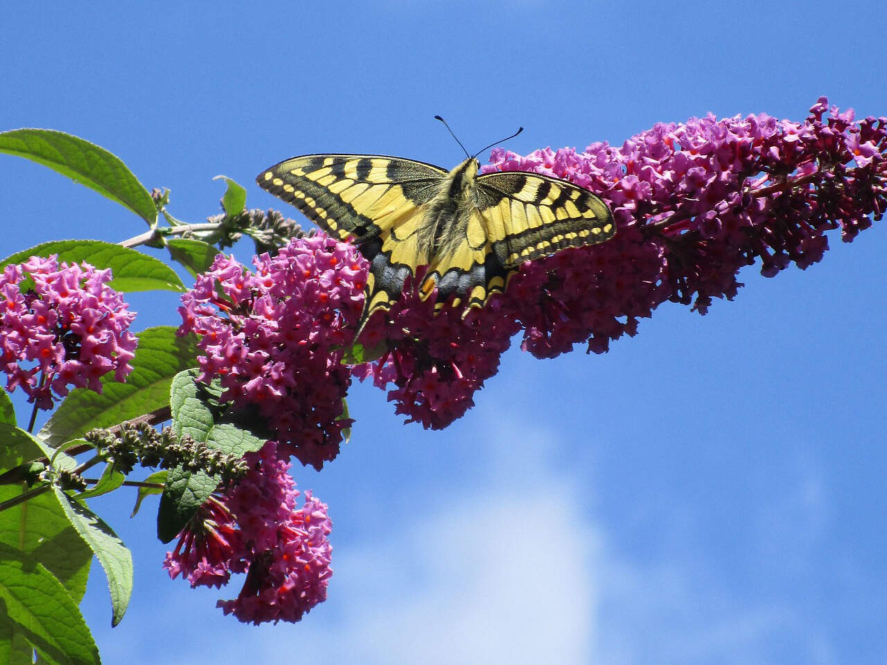 Sommerflieder Garten