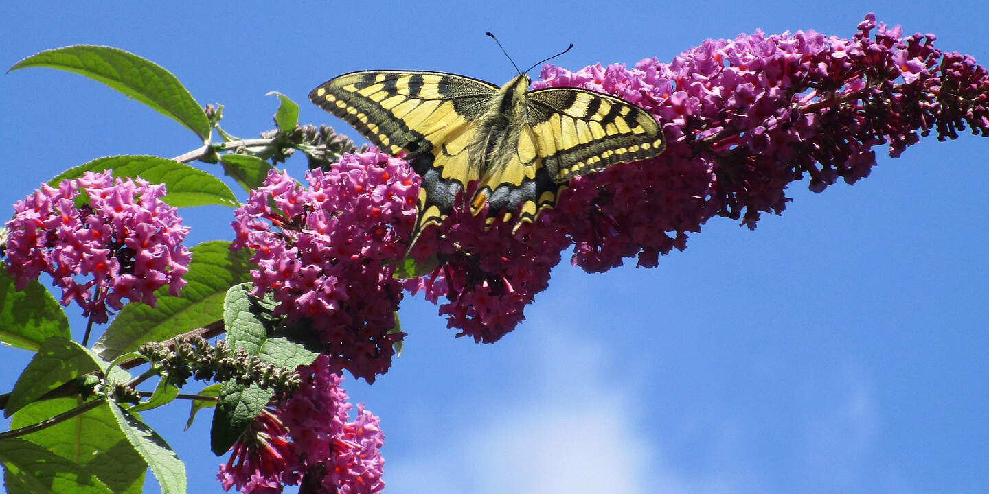 Sommerflieder Garten