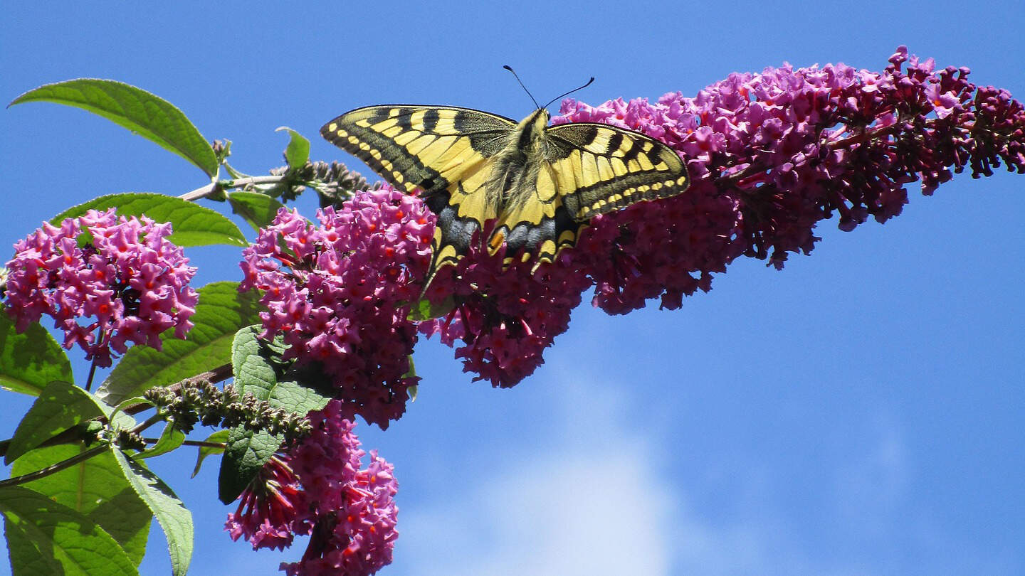Sommerflieder Garten