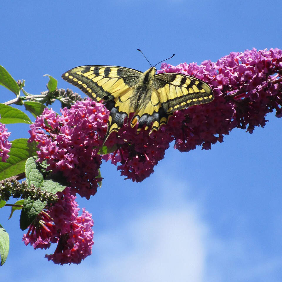 Sommerflieder Garten