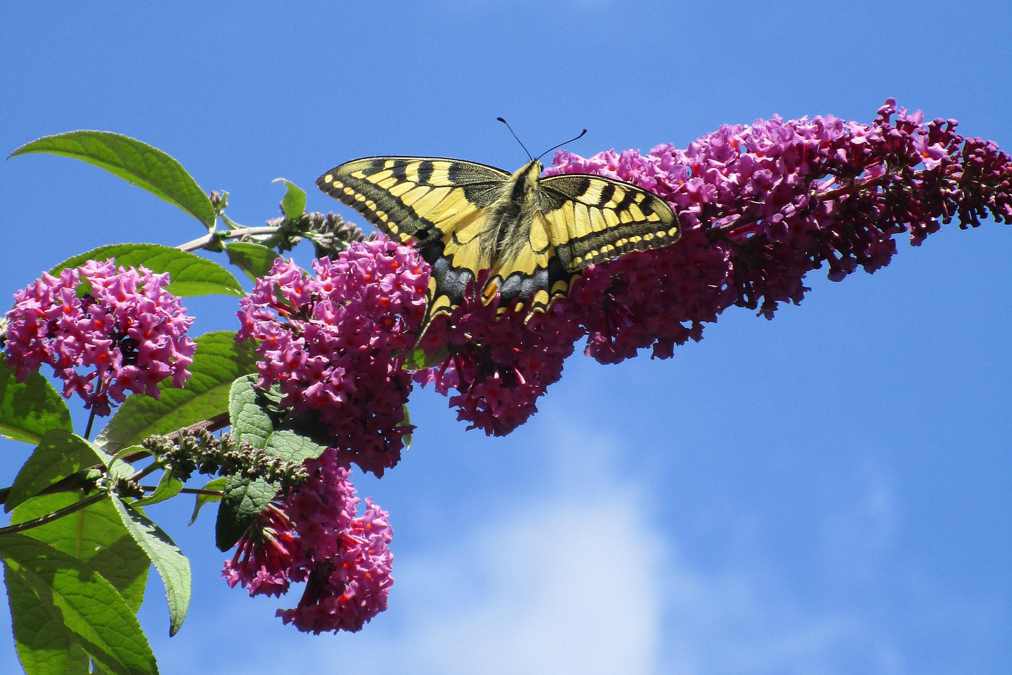 Sommerflieder Garten