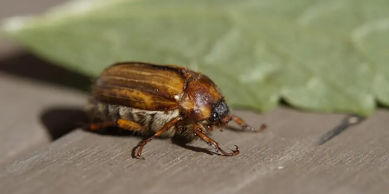 Junikäfer