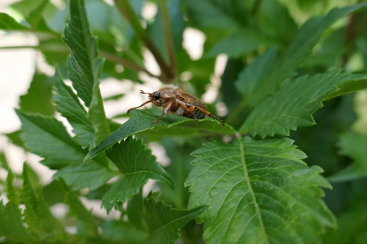 Junikäfer im Garten