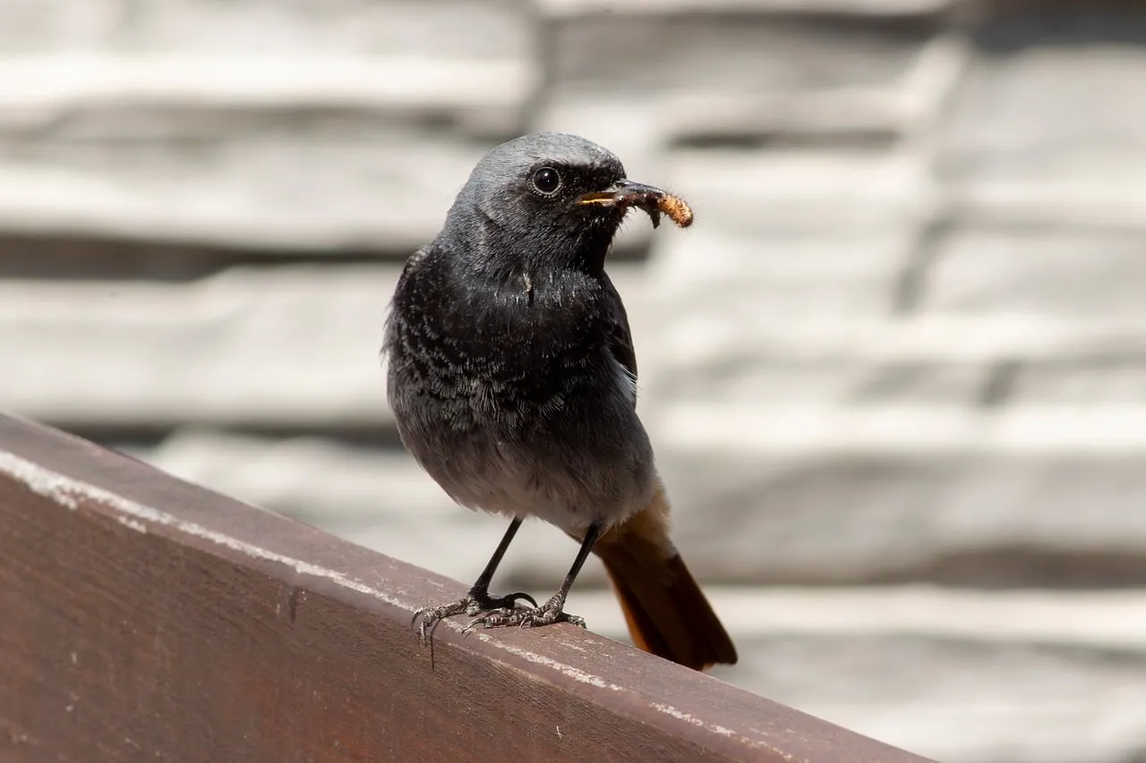 Vogel gegen Junikäfer