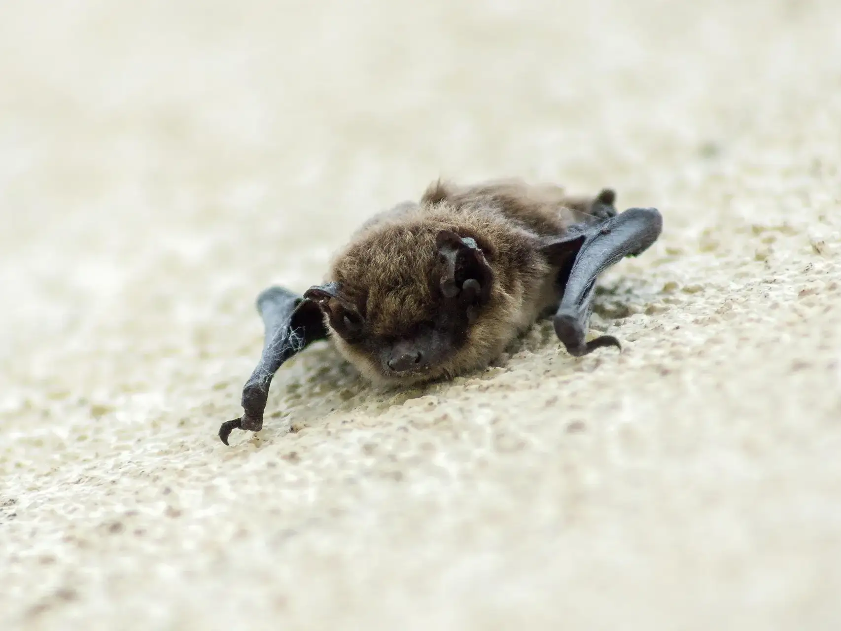 Fledermaus im Garten