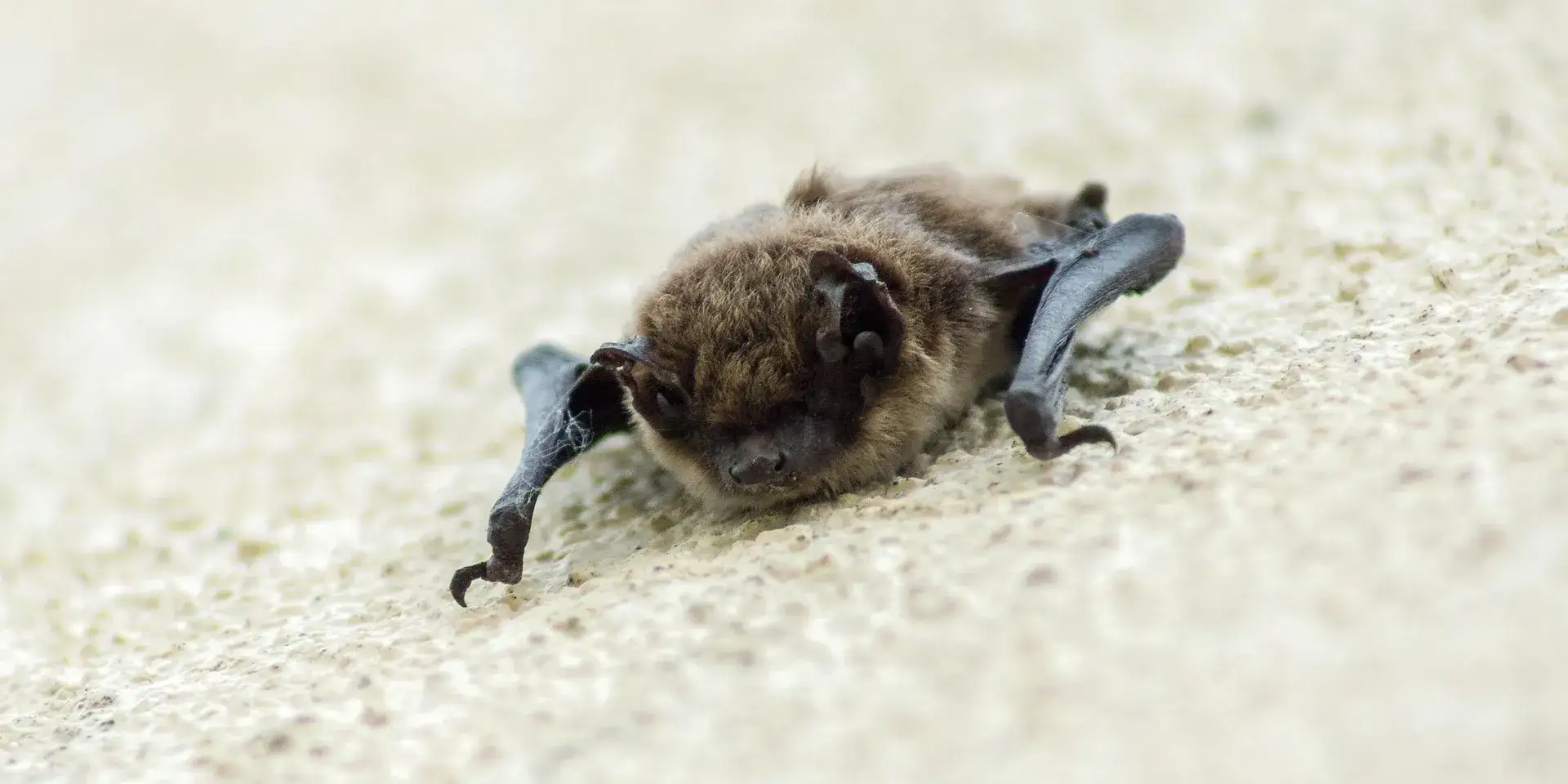 Fledermaus im Garten