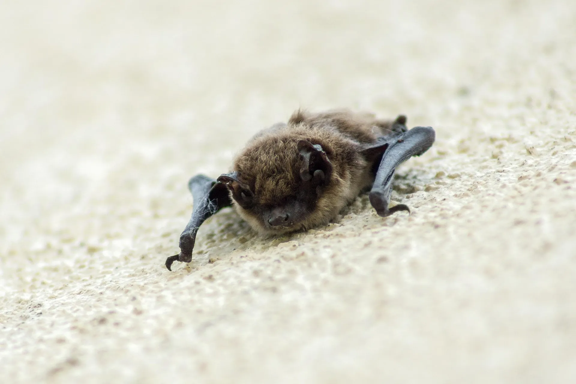 Fledermaus im Garten