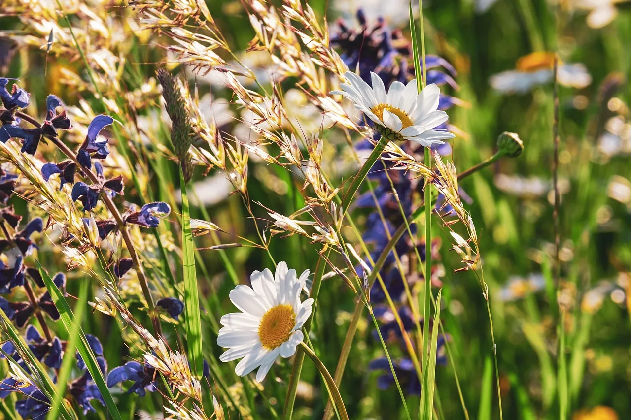 Wildblumen f&uuml;r Schmetterlinge