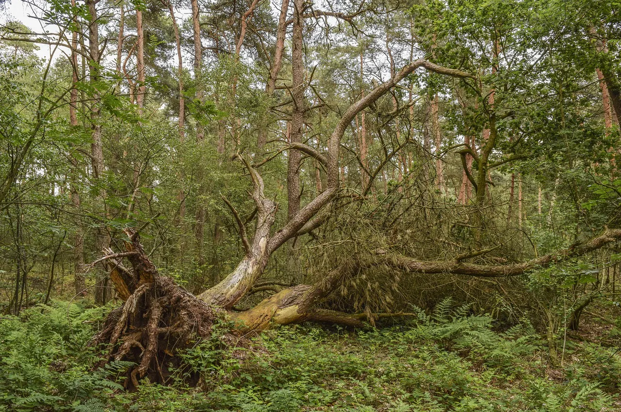 Entwurzelter Baum