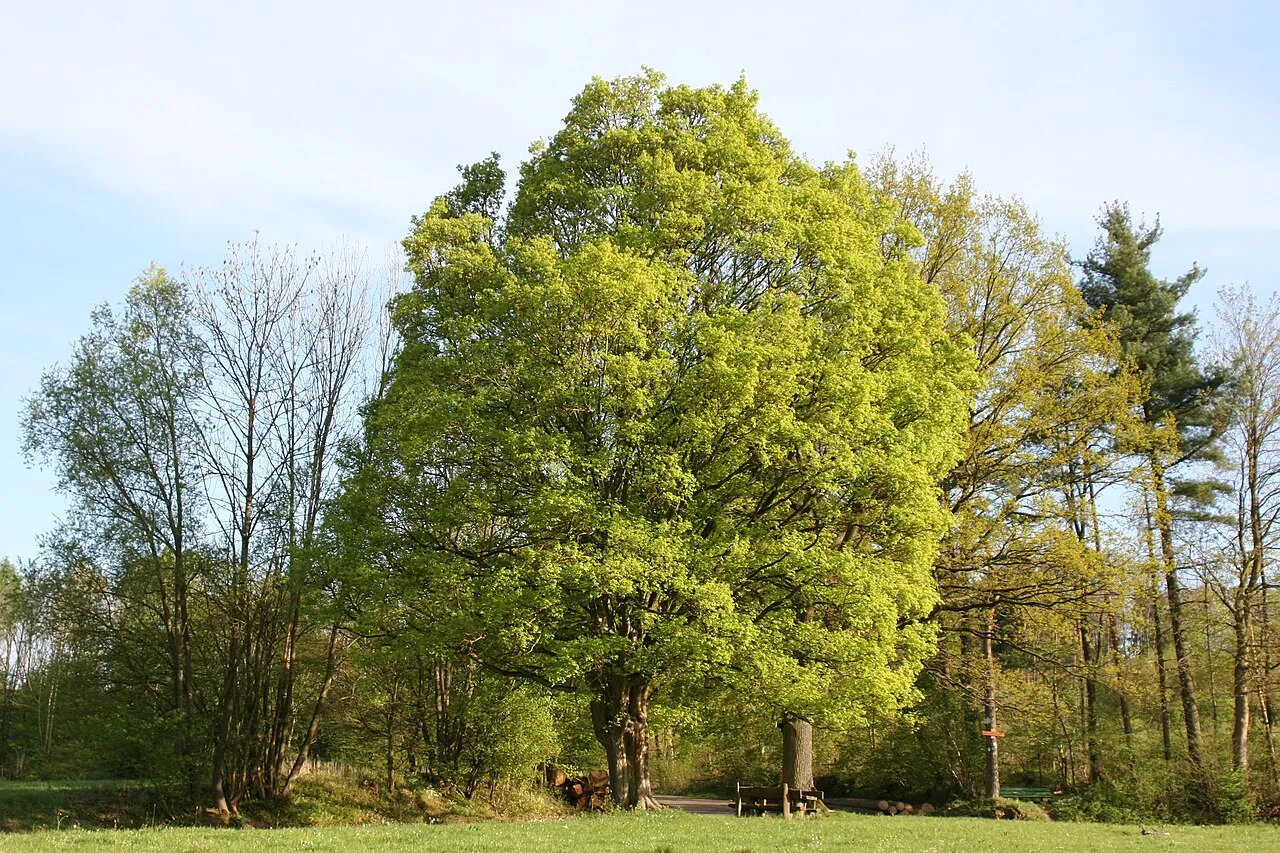Herzwurzler